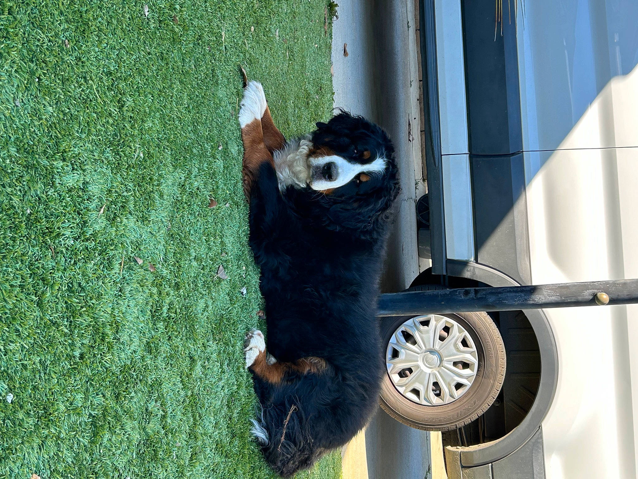 Lil Feet is registered to the contest to win money with this photo: auto_part, automotive_exterior, automotive_tire, automotive_wheel_system, bumper, dog_breed, felidae, fender, grass, leisure, motor_vehicle, plant, small_to_medium_sized_cats, sporting_group, tail, tire, vehicle, vehicle_door, wheel, window