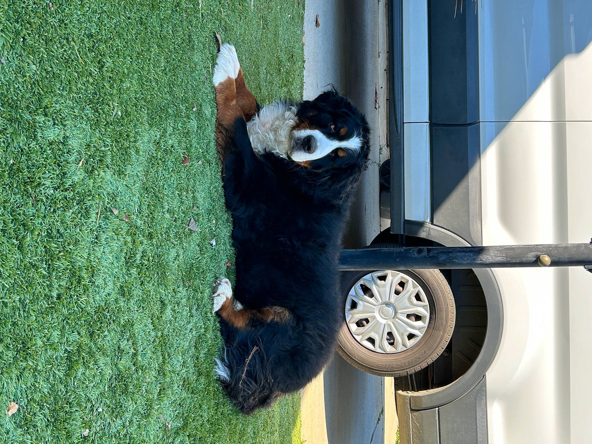 Lil Feet joined the competition — help win amazing prizes! auto_part, automotive_exterior, automotive_tire, carnivore, cat, felidae, fender, fur, grass, motor_vehicle, pet_supply, small_to_medium_sized_cats, tail, tire, vehicle, vehicle_door, wheel, window