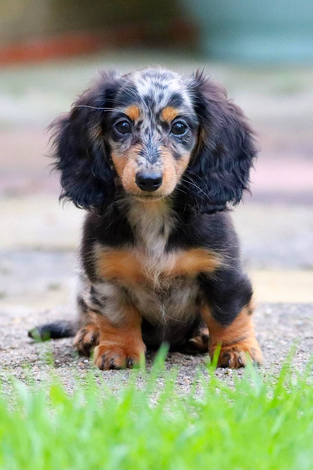 Dot joined the competition — help win amazing prizes! canidae, carnivore, companion_dog, dog, dog_breed, fur, grass, hunting_dog, liver, snout, spaniel, sporting_group, terrestrial_animal, wildlife, working_dog