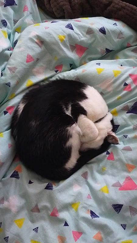 Pickle joined the competition — help win amazing prizes! canidae, carnivore, cat, comfort, companion_dog, dog_breed, felidae, fur, linens, nap, pattern, small_to_medium_sized_cats, sporting_group, tail, terrestrial_animal, whiskers