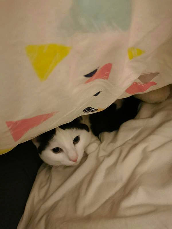 Pickle is registered to the contest to win money with this photo: bed_sheet, carmine, carnivore, cat, comfort, domestic_short_haired_cat, fashion_accessory, fawn, felidae, fur, hat, head, human_body, linens, paper_bag, sleeve, small_to_medium_sized_cats, snout, tail, whiskers