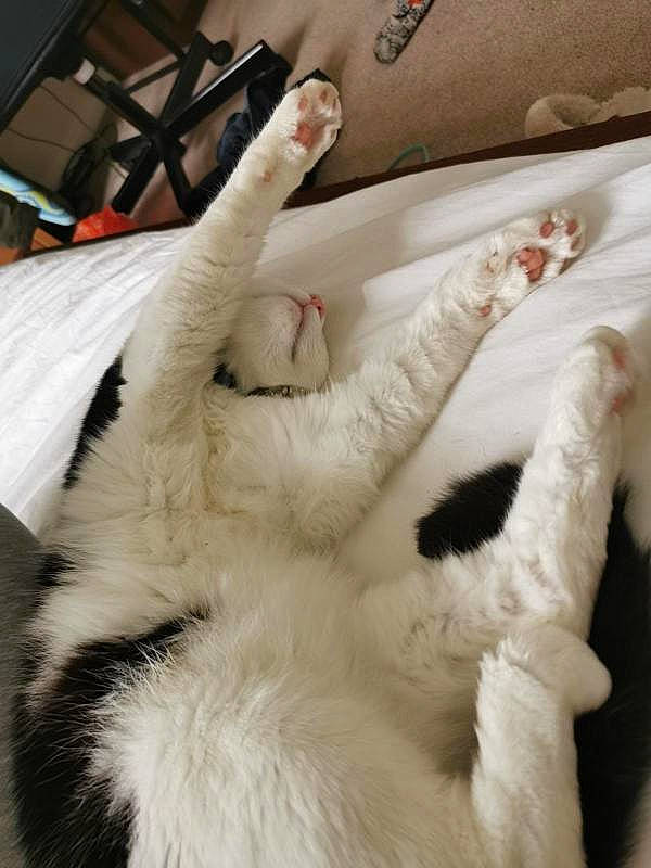 Pickle is registered to the contest to win money with this photo: carnivore, cat, claw, comfort, felidae, fur, gesture, linens, paw, small_to_medium_sized_cats, tail, whiskers