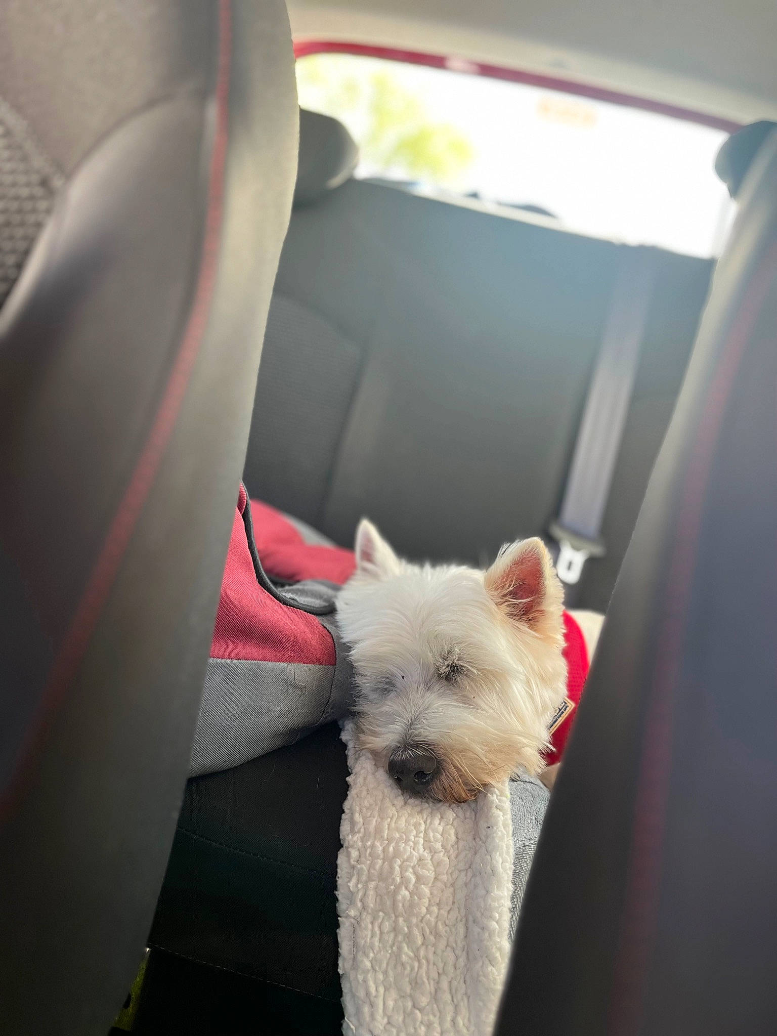 Jeff is registered to the contest to win money with this photo: auto_part, car, car_seat, car_seat_cover, carnivore, collar, comfort, companion_dog, dog, dog_breed, fur, head_restraint, small_terrier, terrier, toy_dog, vehicle, vehicle_door, white, window, working_animal