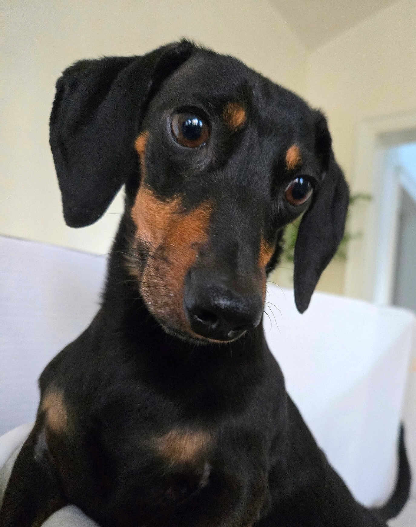 Axel is registered to the contest to win money with this photo: dog, dachshund, pet, close_up, portrait, indoor, black_and_tan, floppy_ears, big_eyes, snout, whiskers, curious, gaze, sitting, home_interior, light_background, adorable, short_hair, canine, brown_markings