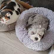 Kali participe au concours pour gagner de l'argent avec cette photo : calico_cat, cardboard, cat, companion, cozy, cushion, dog, domestic_animal, fluffy_bed, fur, home, indoor, nap, pet, relaxed, resting, round_bed, sleeping, small_dog, wood_floor