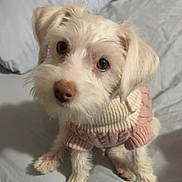 Morticia Sutton is registered to the contest to win money with this photo: adorable, animal, bed, canine, clothing, companion, cozy, cute, dog, domestic_animal, fluffy, friendly, fur, indoor, looking_up, pet, puppy, small_dog, sweater, white_dog