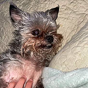 Morty is registered to the contest to win money with this photo: animal, blanket, closeup, comfort, companion, cozy, cute, dog, ears, expression, fur, hand, indoor, paw, pet, quilt, resting, small_dog, snout, touch