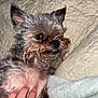 animal, blanket, closeup, comfort, companion, cozy, cute, dog, ears, expression, fur, hand, indoor, paw, pet, quilt, resting, small_dog, snout, touch