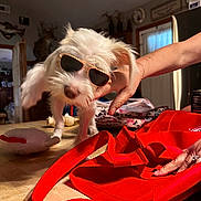 Morticia is registered to the contest to win money with this photo: dog, white_dog, sunglasses, table, red_bag, toy, hand, indoor, home, furniture, light, decor, person, accessory, pet, animal, cozy, funny, blur, casual