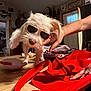accessory, animal, blur, casual, cozy, decor, dog, funny, furniture, hand, home, indoor, light, person, pet, red_bag, sunglasses, table, toy, white_dog