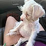 animal, car_interior, clothing, collar, companion, cute, dog, fur, indoor, lap, legs, person, pet, puppy, relaxed, seat, side_view, sitting, small_dog, white_dog