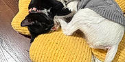 Morticia joined the competition — help win amazing prizes! cat, dog, cuddle, pet, animal, sleeping, cozy, yellow_cushion, wooden_floor, gray_sweater, black_and_white_cat, white_dog, indoor, cute, friendship, resting, fur, collar, paw, snuggling