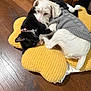 animal, black_and_white_cat, cat, collar, cozy, cuddle, cute, dog, friendship, fur, gray_sweater, indoor, paw, pet, resting, sleeping, snuggling, white_dog, wooden_floor, yellow_cushion