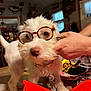 Morticia joined the competition — help win amazing prizes! dog, white_dog, glasses, pet, indoor, hand, table, blurred_background, home, decor, animal, cute, furry, collar, leash, face, closeup, mammal, funny, accessory