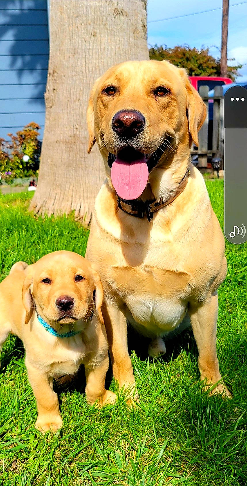 Oakley is registered to the contest to win money with this photo: canidae, carnivore, collar, companion_dog, dog, dog_breed, dog_collar, fawn, grass, guard_dog, gun_dog, happy, labrador_retriever, paw, plant, snout, sporting_group, tail, working_animal, working_dog