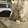 cat, feline, fluffy, indoor, home, washing_machine, appliance, countertop, curious, pet, animal, mammal, furry, domestic, sitting, reflection, closeup, portrait, table, household