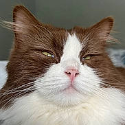 Belle joined the competition — help win amazing prizes! cat, close_up, fluffy, brown_and_white, yellow_eyes, pink_nose, pet, feline, whiskers, indoor, portrait, animal, soft_fur, cute, domestic_cat, relaxed, face, ears, fur, expression