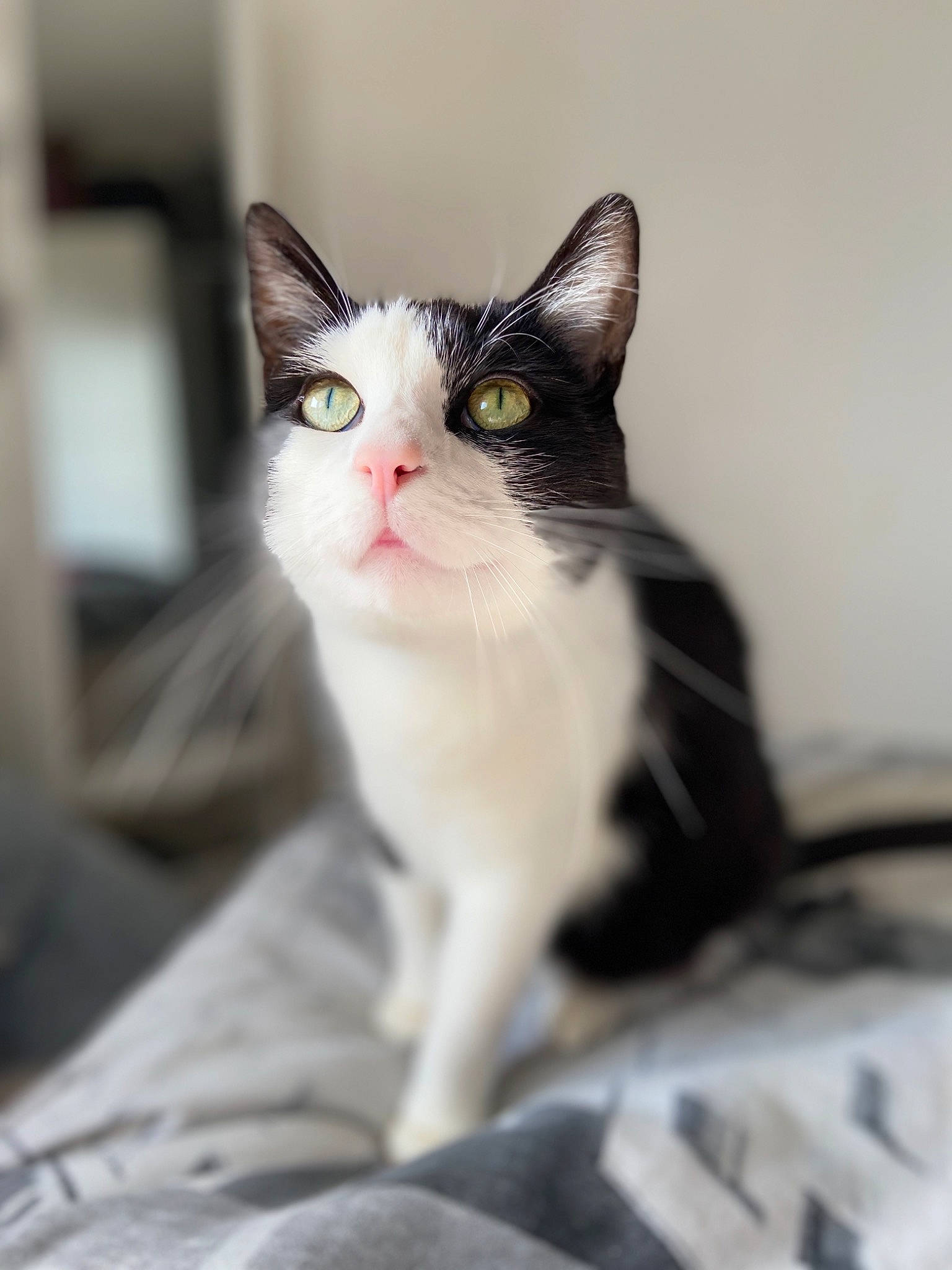 Moune a rejoint le concours — aidez-le/la à gagner de superbes lots ! aegean_cat, american_shorthair, american_wirehair, asian, black_and_white, carnivore, cat, domestic_short_haired_cat, ear, european_shorthair, eye, felidae, kitten, mammal, small_to_medium_sized_cats, snout, turkish_angora, whiskers