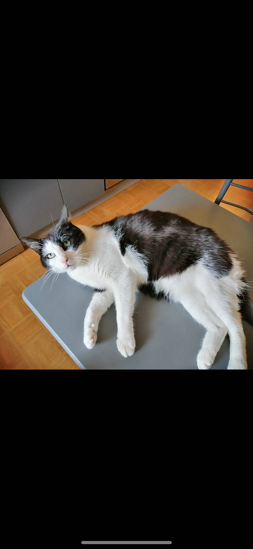 Moune participe au concours pour gagner de l'argent avec cette photo : carnivore, cat, felidae, fur, kitten, leg, mammal, paw, photo_caption, photography, polydactyl_cat, small_to_medium_sized_cats, tail, whiskers