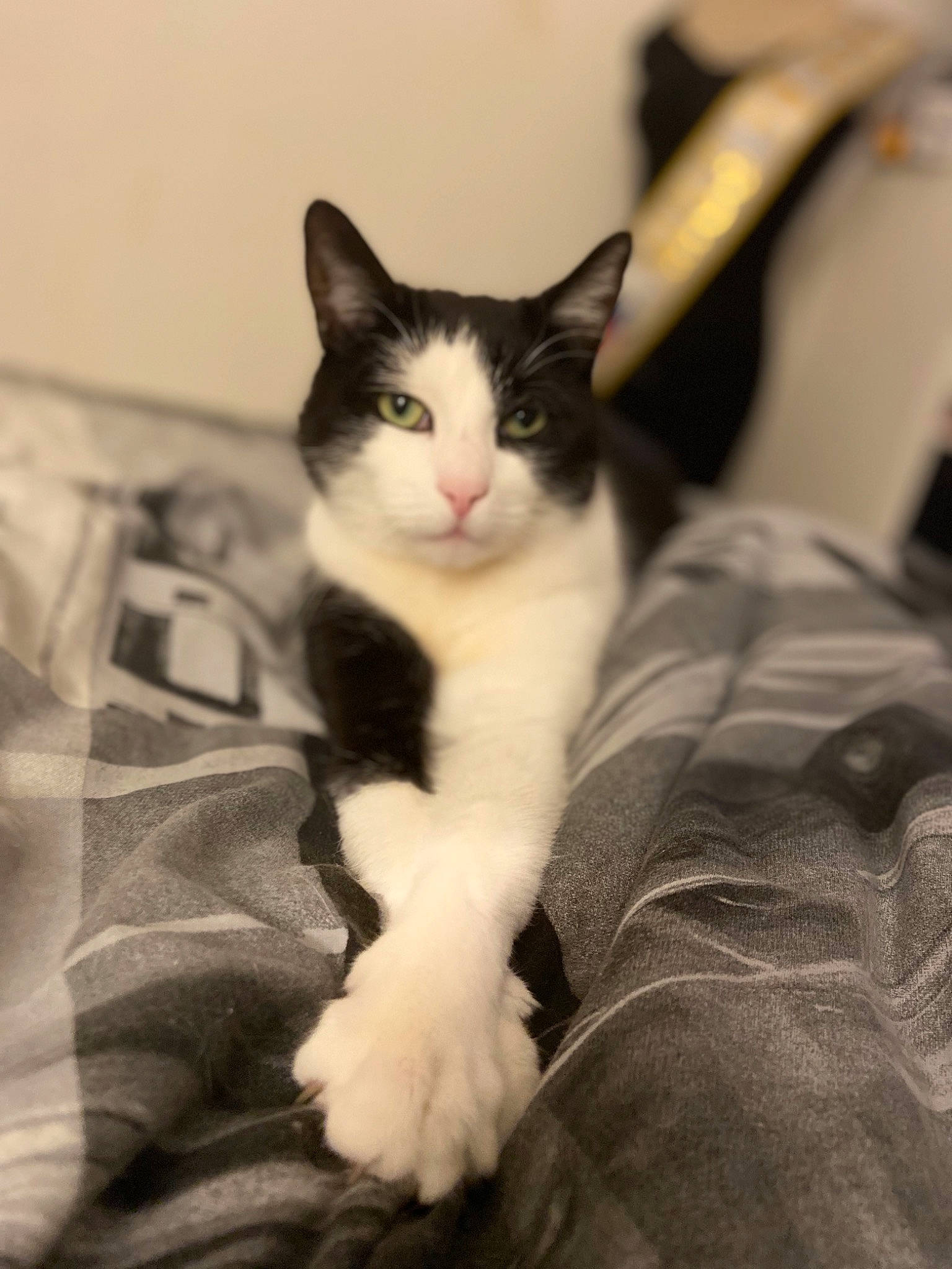 Moune participe au concours pour gagner de l'argent avec cette photo : aegean_cat, american_wirehair, black_and_white, carnivore, cat, domestic_short_haired_cat, ear, eye, felidae, fur, kitten, leg, mammal, norwegian_forest_cat, polydactyl_cat, sitting, skin, small_to_medium_sized_cats, snout, whiskers