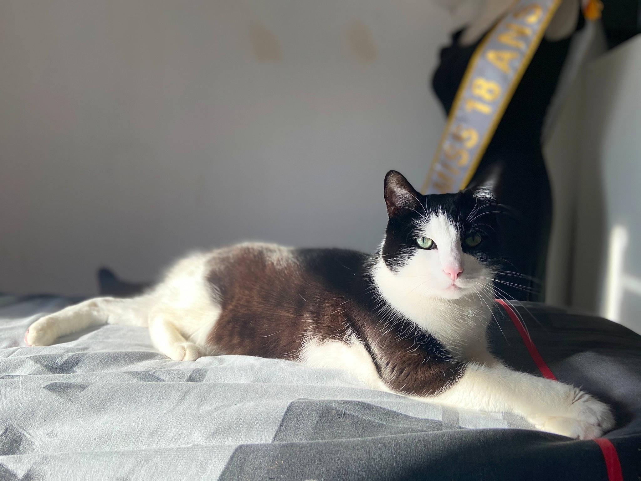 Moune a rejoint le concours — aidez-le/la à gagner de superbes lots ! aegean_cat, american_wirehair, black_and_white, carnivore, cat, domestic_short_haired_cat, european_shorthair, felidae, fur, furniture, kitten, polydactyl_cat, small_to_medium_sized_cats, snout, snowshoe, tail, whiskers