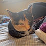 animal, bed, blanket, calico_cat, cat, closeup, collar, comfort, cozy, ears, feline, fur, home, indoor, pet, resting, sleepy, soft_light, whiskers, window