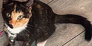 Alfie is registered to the contest to win money with this photo: cat, calico_cat, pet, animal, feline, floor, wooden_floor, collar, bell, green_eyes, curious, sitting, indoor, closeup, whiskers, tail, paw, fur, domestic_animal, looking_up