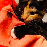 Alfie joined the competition — help win amazing prizes! cat, calico, blanket, orange, paw, fur, cute, snuggling, cozy, indoor, pet, animal, whiskers, closeup, resting, soft, curious, comfort, domestic, feline