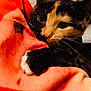 cat, calico, blanket, orange, paw, fur, cute, snuggling, cozy, indoor, pet, animal, whiskers, closeup, resting, soft, curious, comfort, domestic, feline