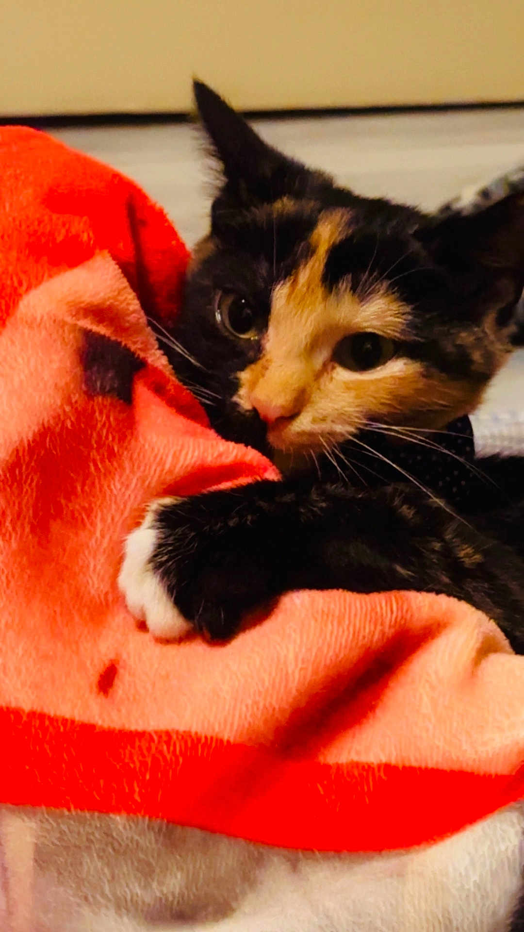 Alfie joined the competition — help win amazing prizes! cat, calico, blanket, orange, paw, fur, cute, snuggling, cozy, indoor, pet, animal, whiskers, closeup, resting, soft, curious, comfort, domestic, feline