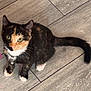 Alfie joined the competition — help win amazing prizes! cat, calico_cat, pet, animal, feline, floor, wooden_floor, collar, bell, green_eyes, curious, sitting, indoor, closeup, whiskers, tail, paw, fur, domestic_animal, looking_up