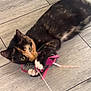 Alfie joined the competition — help win amazing prizes! cat, kitten, tortoiseshell, playful, toy, ribbon, floor, wood, indoor, pet, animal, claws, whiskers, curious, lying_down, young, domestic_cat, feline, cute, playing