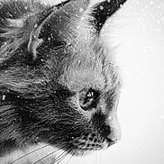 Athena is registered to the contest to win money with this photo: cat, close_up, profile, black_and_white, fur, whiskers, eye, snow, falling_snow, winter, animal, pet, portrait, soft_light, nature, cute, feline, calm, outdoor, detailed