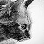 cat, close_up, profile, black_and_white, fur, whiskers, eye, snow, falling_snow, winter, animal, pet, portrait, soft_light, nature, cute, feline, calm, outdoor, detailed