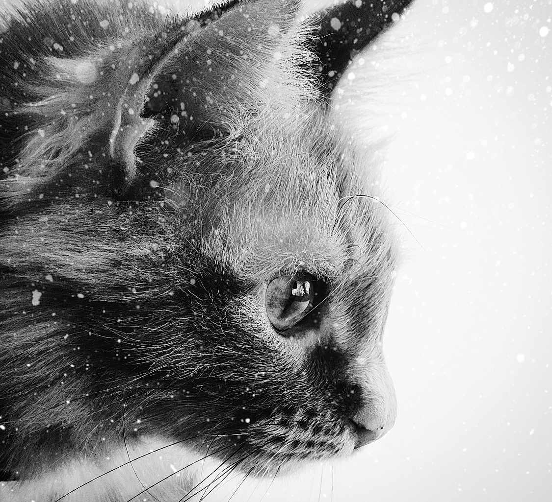 Athena is registered to the contest to win money with this photo: cat, close_up, profile, black_and_white, fur, whiskers, eye, snow, falling_snow, winter, animal, pet, portrait, soft_light, nature, cute, feline, calm, outdoor, detailed