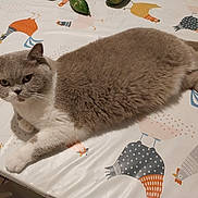 Olympe participe au concours pour gagner de l'argent avec cette photo : animal, cat, chicken_pattern, close_up, curious, domestic_animal, ears, feline, fur, gray_cat, indoor, looking_at_camera, lying_down, paws, pet, resting, table, tablecloth, whiskers, white_cat