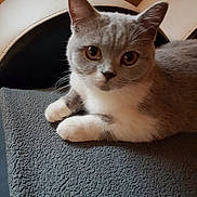 Oympe participe au concours pour gagner de l'argent avec cette photo : aegean_cat, american_wirehair, asian, australian_mist, british_semi_longhair, british_shorthair, burmese, burmilla, cat, cat_like_mammal, chartreux, domestic_short_haired_cat, european_shorthair, eye, fur, kitten, singapura, small_to_medium_sized_cats, snout, whiskers