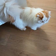 Rouky participe au concours pour gagner de l'argent avec cette photo : cat, fluffy, white, orange, pet, indoor, wooden_floor, feline, blur, motion, animal, cute, domestic, walking, fur, house, small, tail, soft, blurred