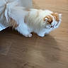 cat, fluffy, white, orange, pet, indoor, wooden_floor, feline, blur, motion, animal, cute, domestic, walking, fur, house, small, tail, soft, blurred