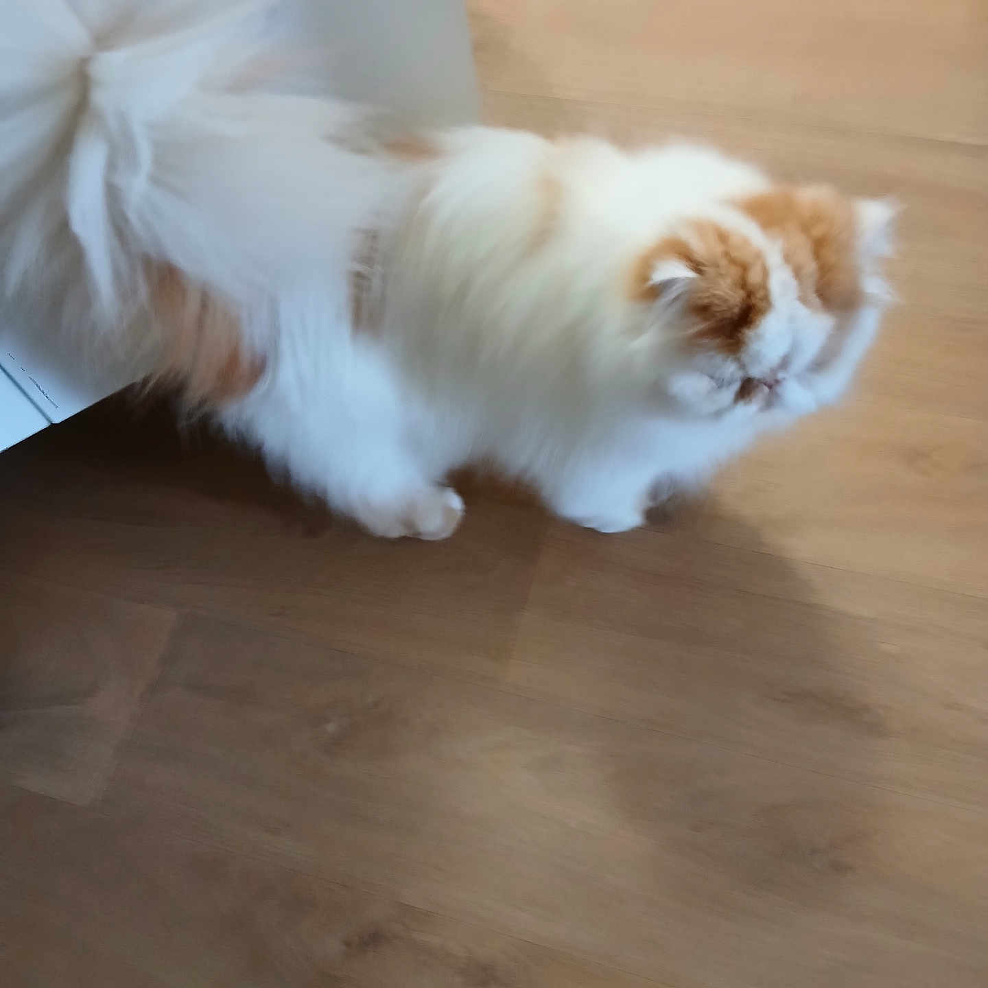 Rouky participe au concours pour gagner de l'argent avec cette photo : cat, fluffy, white, orange, pet, indoor, wooden_floor, feline, blur, motion, animal, cute, domestic, walking, fur, house, small, tail, soft, blurred