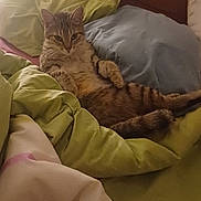 Bambou participe au concours pour gagner de l'argent avec cette photo : cat, tabby_cat, bed, pillow, blanket, indoor, feline, sleeping_area, wooden_headboard, striped_fur, relaxing, cozy, resting, domestic_cat, fur, cute, animal, pet, looking_at_camera, comfort