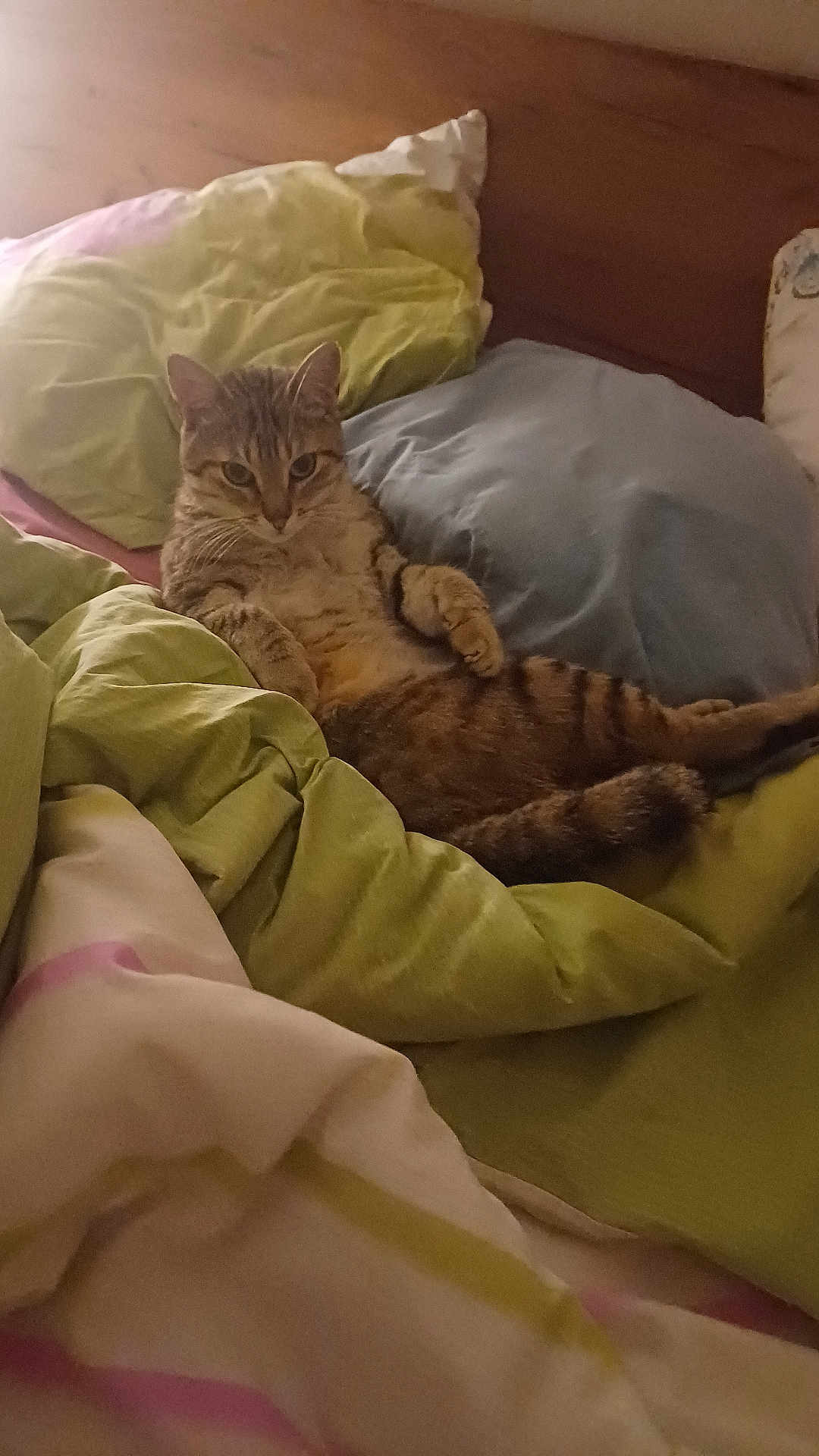 Bambou participe au concours pour gagner de l'argent avec cette photo : cat, tabby_cat, bed, pillow, blanket, indoor, feline, sleeping_area, wooden_headboard, striped_fur, relaxing, cozy, resting, domestic_cat, fur, cute, animal, pet, looking_at_camera, comfort