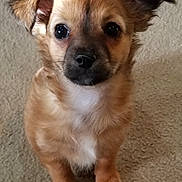 Kenzi is registered to the contest to win money with this photo: puppy, dog, pet, animal, cute, fluffy, ears, eyes, carpet, indoor, small_dog, fur, brown, white_chest, sitting, adorable, young, companion, domestic, alert