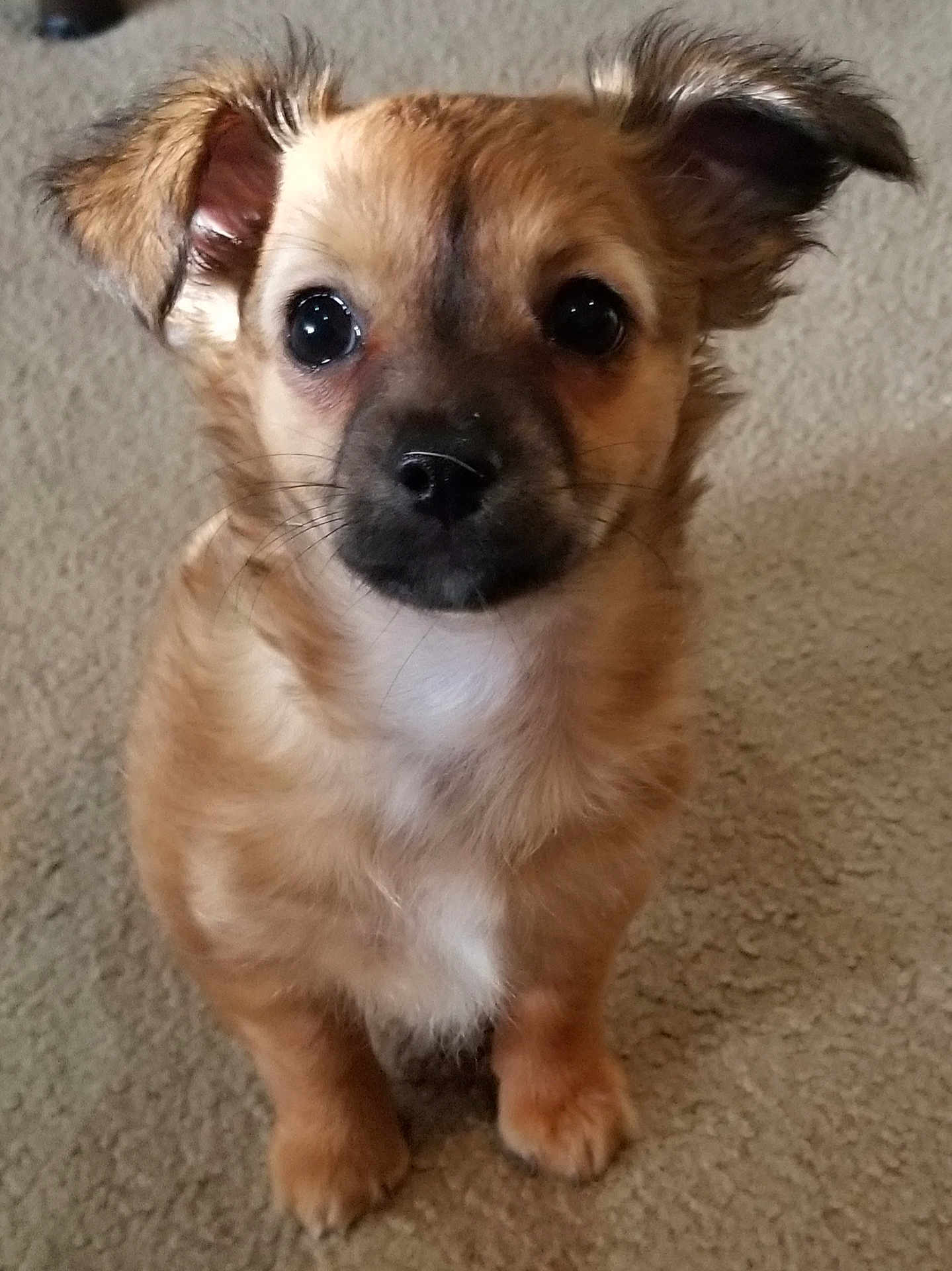 Kenzi is registered to the contest to win money with this photo: puppy, dog, pet, animal, cute, fluffy, ears, eyes, carpet, indoor, small_dog, fur, brown, white_chest, sitting, adorable, young, companion, domestic, alert
