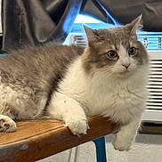 Harley joined the competition — help win amazing prizes! cat, fluffy, table, wooden_table, indoor, relaxed, lounging, paw, fur, curtain, air_conditioner, vent, wide_eyes, pet, domestic_animal, feline, cozy, house, resting, animal