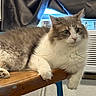 cat, fluffy, table, wooden_table, indoor, relaxed, lounging, paw, fur, curtain, air_conditioner, vent, wide_eyes, pet, domestic_animal, feline, cozy, house, resting, animal