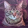 Jesse is registered to the contest to win money with this photo: cat, tabby, green_eyes, collar, bell, pet, animal, fur, whiskers, close_up, resting, indoor, blanket, purple, cute, domestic_cat, portrait, feline, cozy, relaxed