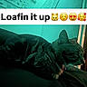 cat, tabby_cat, loaf, indoor, pet, feline, relaxed, resting, animal, cute, collar, dark_background, teal_light, text_overlay, emojis, side_view, domestic_cat, mammal, quiet, cozy