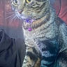 Jesse is registered to the contest to win money with this photo: cat, tabby, indoor, pet, collar, bell, yellow_eyes, whiskers, fur, sitting, closeup, portrait, feline, striped, animal, domestic, cozy, fan, background, soft_light