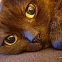 cat, close_up, brown_fur, yellow_eyes, animal, pet, whiskers, nose, fur_texture, lying_down, resting, cute, indoor, cozy, macro, portrait, soft, relaxed, domestic_cat, feline